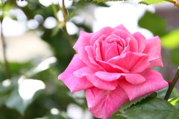 ピンク色の薔薇