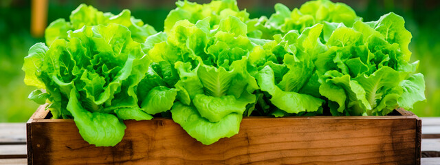 lettuce in a box in the garden. Selective focus. - obrazy, fototapety, plakaty