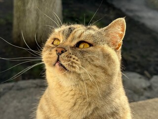 Portrait of cute cat with long whiskers.