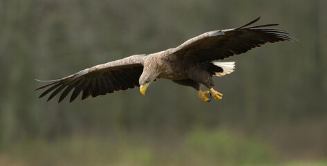 eagle in flight