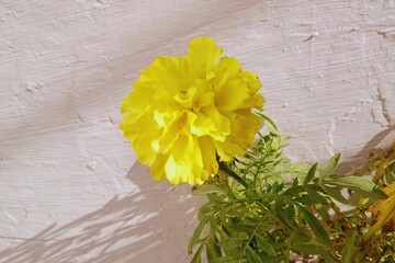 yellow flower and flower leaf  picture you can use anywhere 