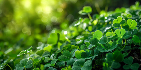 Green background with four-leaf clovers. St. Patrick's banner with Irish shamrocks and copy space. Celebrating St. Patrick's Day in Ireland.