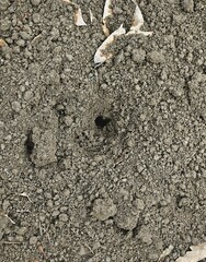 Chernozem soil, fine fraction, texture. Spider hole. Anthill