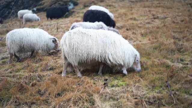 Flock of sheep in a field, spring lambs, white sheep, black sheep, farm animals