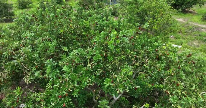 bayberry tree forest on hill