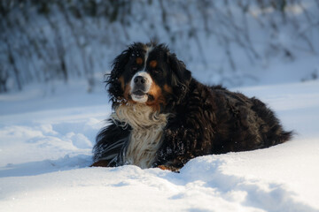 Bernese Mountain Dog poses for the camera while playing in the snow