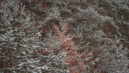 snow on the window