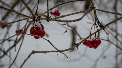 berries in snow