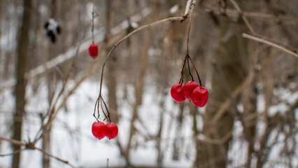 red berries in snow