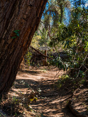 A path in the jungle along a mountain river. Vertical. Sunny day. Shadows on the paths from tree leaves. No people.