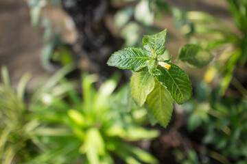 Sage Rose、Yellow Alder、Yellow Buttercups Turnera ulmifolia