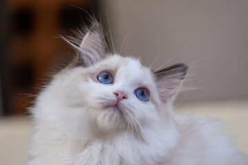 Cute, small Ragdoll cat. 3 months old