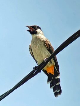 Kucak finches perched on a cable, with a blue sky as a background, seen from below.