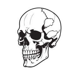 skeleton head bone vector illustration