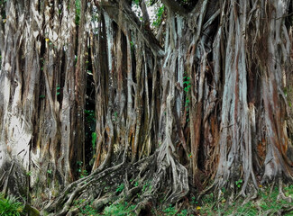 Beautiful Tree Roots Perfect Magical Immersion