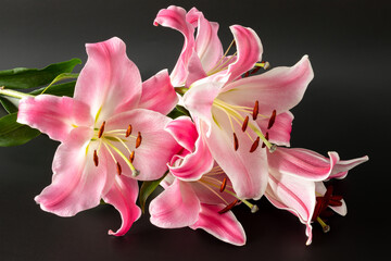 a bouquet of pink lilies on a black background