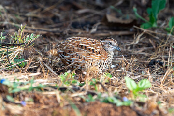 The barred buttonquail or common bustard-quail (Turnix suscitator)
