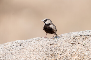 Naklejka premium The ashy-crowned sparrow-lark (Eremopterix griseus)