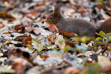 squirrel in autumn