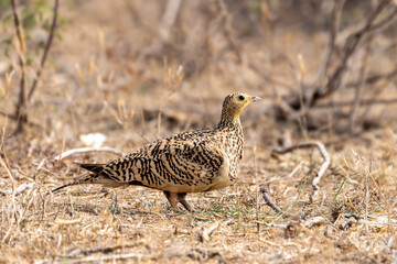 The chestnut-bellied sandgrouse or common sandgrouse (Pterocles exustus)
