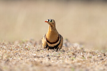 The painted sandgrouse (Pterocles indicus) 