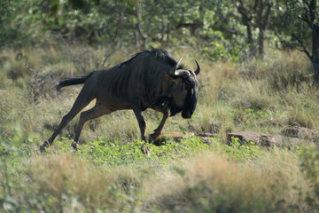 bolting wildebeest