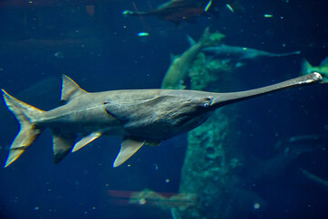 American paddlefish, Polyodon spathula in freshwater aquarium in Lausanne in Swiss