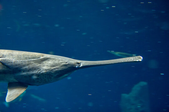 American paddlefish, Polyodon spathula in freshwater aquarium in Lausanne in Swiss