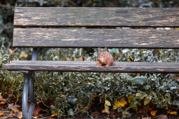 squirrel on a bench