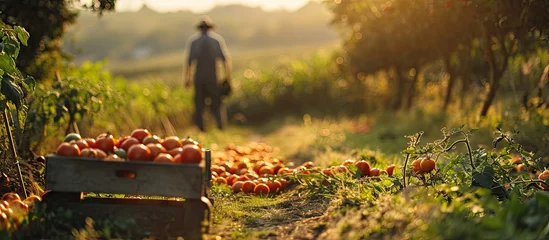 Gordijnen Image of a farmer in a field in the countryside with tomato crates during the harvest. with copy space image. Place for adding text or design © vxnaghiyev