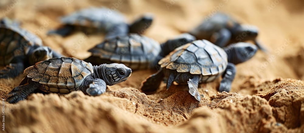 Poster Loggerhead baby sea turtles hatching in a turtle farm in Sri Lanka Hikkaduwa Srilankan tourism. with copy space image. Place for adding text or design