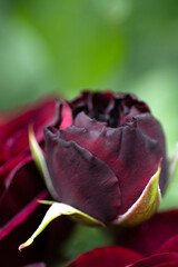 beautiful red-purple (burgundy) rose flower bud blossoming in garden. close up  shot.