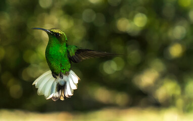 Beautiful green hummingbird in flight