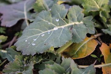 A close up of a leaf