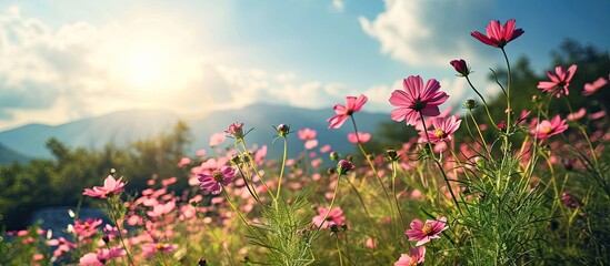 Obraz na płótnie Canvas How beautifully the red pink misty kheri colored flowers are blooming it looks amazingly beautiful surrounded by green nature open sky and shining sun around. with copy space image