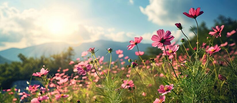 How beautifully the red pink misty kheri colored flowers are blooming it looks amazingly beautiful surrounded by green nature open sky and shining sun around. with copy space image