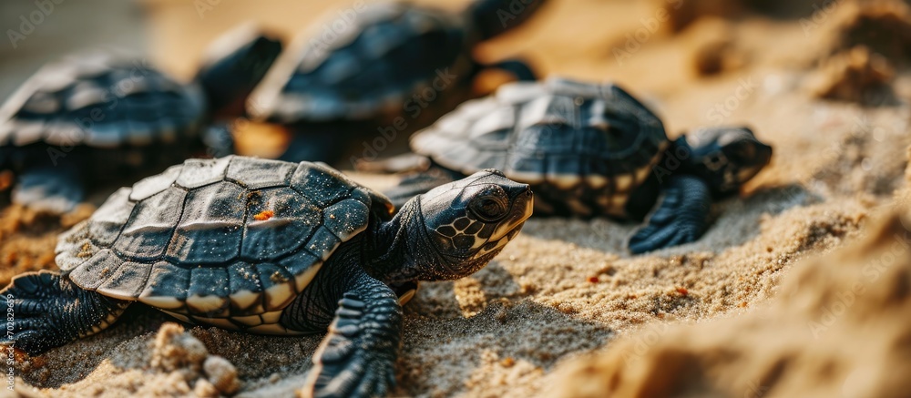 Poster Loggerhead baby sea turtles hatching in a turtle farm in Sri Lanka Hikkaduwa Srilankan tourism. with copy space image. Place for adding text or design