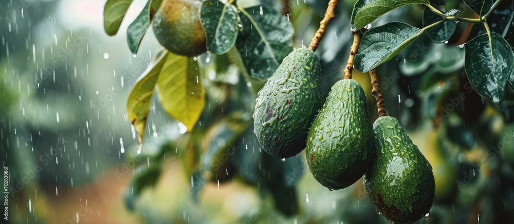 Leinwandbilder hass avocados fruit hanging from the tree in a rainy winter day. with copy space image. place for ad