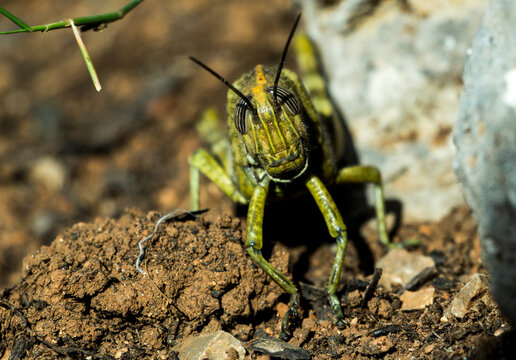 Macro shot of a green grasshoper