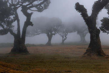 Fanal madeira Fog