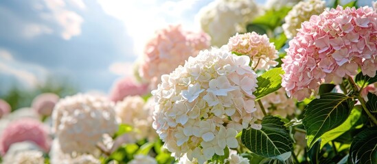 Hydrangea in the garden in a flowerbed under the open sky Lush delightful huge inflorescence of white and pink hydrangeas in the garden. with copy space image. Place for adding text or design