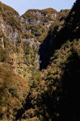 Waterfall and trees