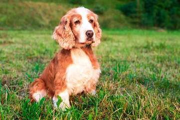 A dog of the English cocker spaniel breed is sitting on the grass. Portrait. The hunting dog is nine years old. Training. The photo is blurred.