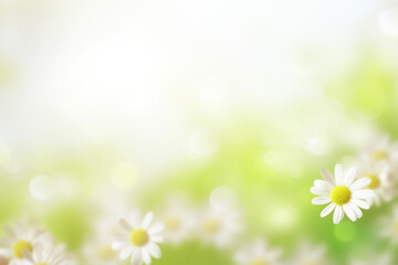 Fototapeta na wymiar Beautiful daisy flowers on sunny spring meadow. Background with light bokeh and space for text.