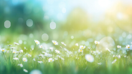 Beautiful daisy flowers on sunny spring meadow. Background with light bokeh and space for text.