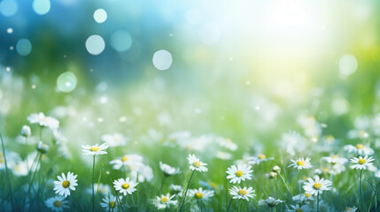 Beautiful daisy flowers on sunny spring meadow. Background with light bokeh and space for text.