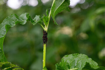 Many aphids on a plant in green nature