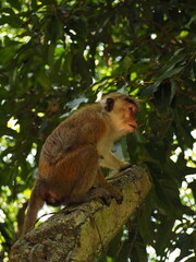 wild monkeys in sri lanka