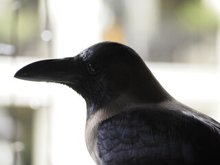 wild bird in sri lanka