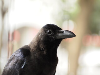 wild bird in sri lanka
